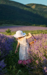 Wall Mural - lavender girl / rear view of a child harvesting lavender, holding a basket in a fully blossomed lave