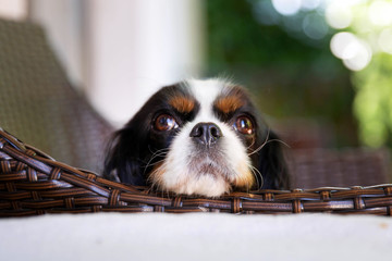 Wall Mural - Cavalier spaniel resting head on the chair