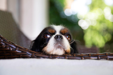 Wall Mural - Cavalier spaniel resting head on the chair