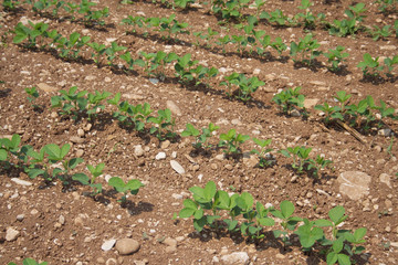 Green soybean plants in a row growing in the field . Agricultural field in summer on a sunny day