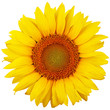 Sunflower isolated on white background. Flat lay, top view