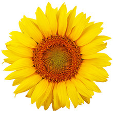 Sunflower Isolated On White Background. Flat Lay, Top View