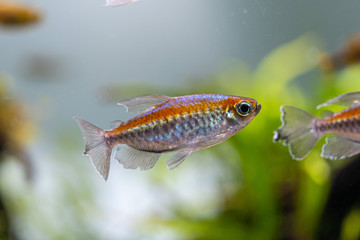 Congo tetra (Phenacogrammus interruptus) beautiful ornamental fish from central Congo river basins in Africa
