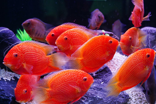 Group of Beautiful Red Spotted Severum (Heros Efasciatus) swimming in aquarium