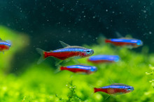 Cardinal Tetra (Paracheirodon Axelrodi) The Most Popular Ornamental Fish For Aquatic Plants Tank. Close Up Photo