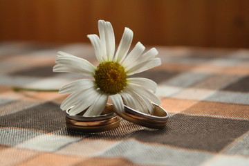 Wall Mural - close up photo of white chamomile with two wedding gold rings on  table