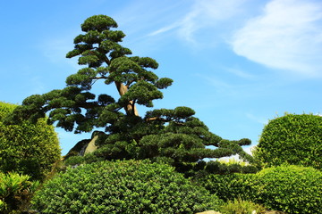 Japanese garden, located in Hoc mon district, Ho Chi Minh city