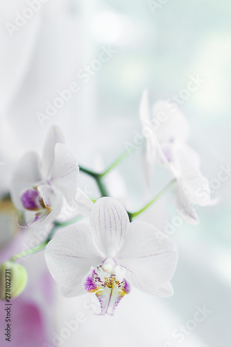 Plakaty Storczyki  bialy-kwiat-orchidei-z-bliska-selektywna-ostrosc-rama-pionowa-swieze-kwiaty-naturalne-backg