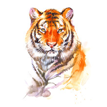 Watercolor Tiger Close Up. Realistic Painting On White Background.