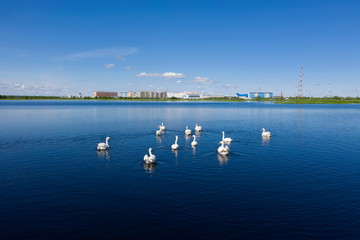 Wall Mural - A flock of mute swans swim near the Russian city of Nadym on Yamal