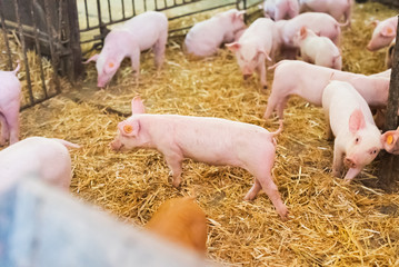 young piglets in agricultural livestock farm