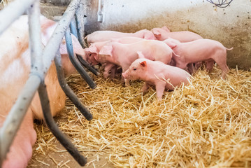 young piglets in agricultural livestock farm