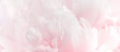 Pink soft peony petals close up background