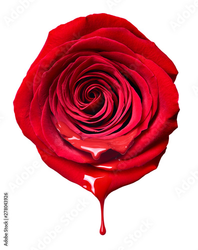 flower rose petal blossom red nature beautiful background