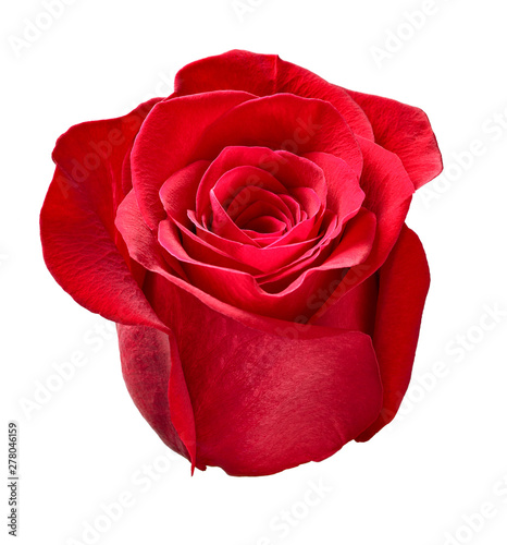 flower rose petal blossom red nature beautiful background