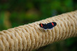 Butterfly on rope