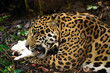 Hungry Jaguar