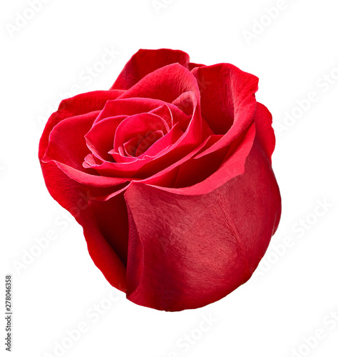 flower rose petal blossom red nature beautiful background