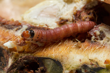 Close up of worm (Mudaria luteileprosa Holloway) on durian fruits.