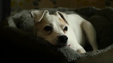 A Jack Russell Dog Lays In Their Bed