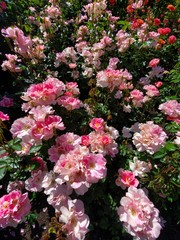 Colorful Rose Flowers, International Rose Test Garden in Washington Park, Portland Oregon.