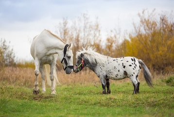 Two stallions playing in the autumn fields