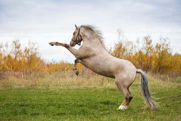 Wall Mural - Welsh pony frolics in the autumn fields