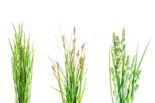 Set Of Wild Green Grass On White Background.