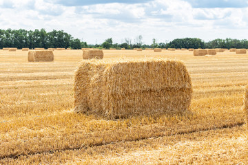 Wall Mural - harvested grain cereal wheat barley rye grain field, with haystacks straw bales stakes cubic rectangular shape on the cloudy blue sky background, agriculture farming rural economy agronomy concept