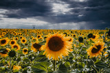 Fototapeta Kwiaty - Sunflower fields close up