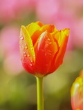 Fototapeta Tulipany - Orange Tulip Flower blossom in garden with nature blurred background.