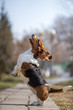 basset hound dog spring in the park