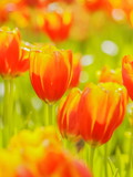 Fototapeta Tulipany - Soft focus orange Tulips flower blossom in garden with nature blurred background.