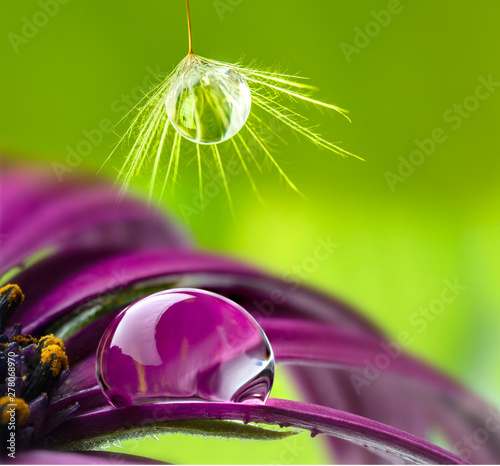 dandelion seed with water drop - macro photo