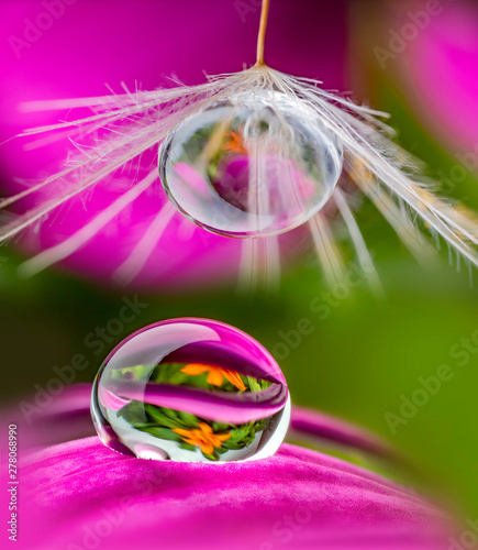 water drops on a flower - macro photo