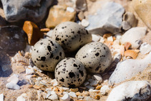 Charadrius Smearing Eggs On Pebble Beach