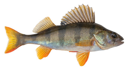 european perch known as the common, redfin, big-scaled redfin, english, eurasian river perch