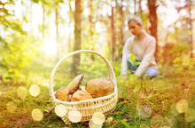 Season, Nature And Leisure Concept - Wicker Basket With Brown Cap Boletus And Young Woman Picking Mushrooms In Autumn Forest