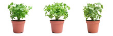 Set Of Fresh Green Parsley In Pots On White Background. Banner Design