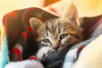 Small tabby mixed breed kitten under gray and red wool plaid. Pets care and adoption concept. Close up, selective focus.