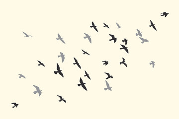 Wall Mural - silhouette of a flock of flying birds