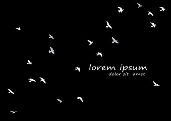 Wall Mural - silhouette of a flock of flying birds