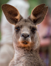 Silly Funny Face Of A Kangaroo 