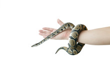 The Image Of The Royal Or Ball Python On The Hand Of Man