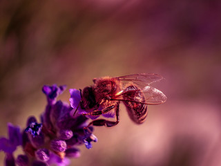 Wall Mural - Close Up Bee at Lavender in Bokeh Style