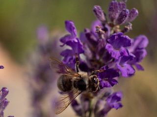 Wall Mural - Close Up Bee at Lavender in Bokeh Style