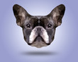 Symmetrical illustration of Boston terrier . Made in low poly triangular style.