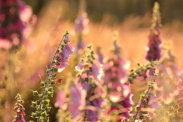 Fotomurales - Purple foxglove (Digitalis purpurea) at dawn