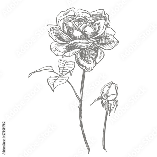 Roses. Hand drawn flower set illustrations. Botanical plant illustration. Vin...