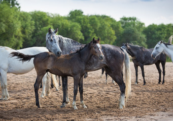 Poster - Free horses by the river